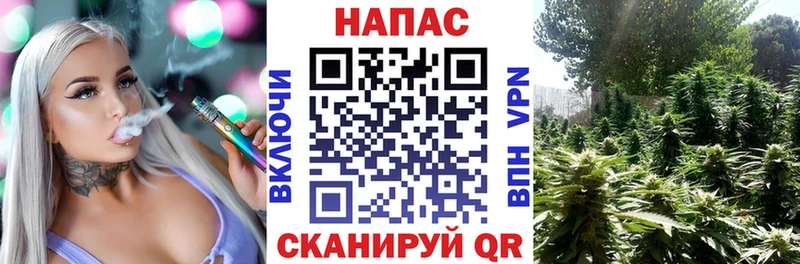 Купить где  Ленинск  Конопля сатива 